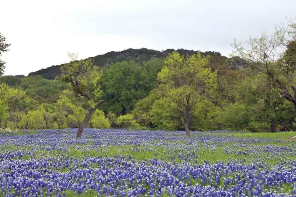 Addison private jet charter