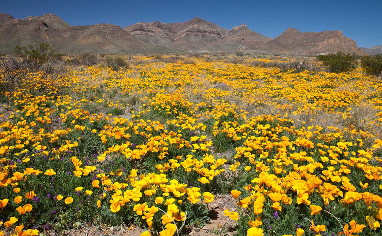 El Paso and Austin Charter Flights private jet charter